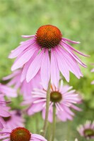 Echinacea purpurea Magnus 9 cm Topf - Größe nach Saison