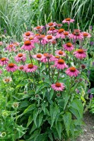 Echinacea purpurea Magnus 9 cm Topf - Größe nach Saison