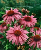 Echinacea purpurea Magnus 9 cm Topf - Größe nach Saison