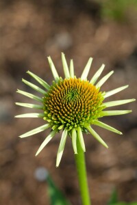 Echinacea purpurea Milkshake  -R- 11 cm Topf - Größe nach Saison