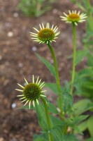 Echinacea purpurea Milkshake  -R- 11 cm Topf - Größe nach Saison