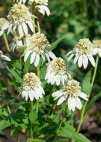 Echinacea purpurea Milkshake  -R- 11 cm Topf - Größe nach Saison