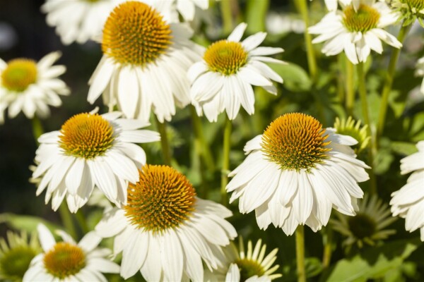 Echinacea purpurea PowWow White 9 cm Topf - Größe nach Saison