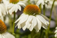 Echinacea purpurea PowWow White 9 cm Topf - Größe nach Saison