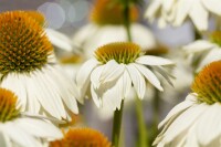 Echinacea purpurea PowWow White 9 cm Topf - Größe nach Saison