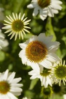 Echinacea purpurea PowWow White 9 cm Topf - Größe nach Saison