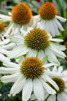 Echinacea purpurea PowWow White 9 cm Topf - Größe nach Saison