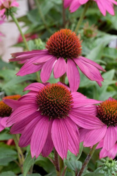 Echinacea purpurea PowWow Wild Berry 9 cm Topf - Größe nach Saison