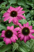 Echinacea purpurea PowWow Wild Berry 9 cm Topf - Größe nach Saison