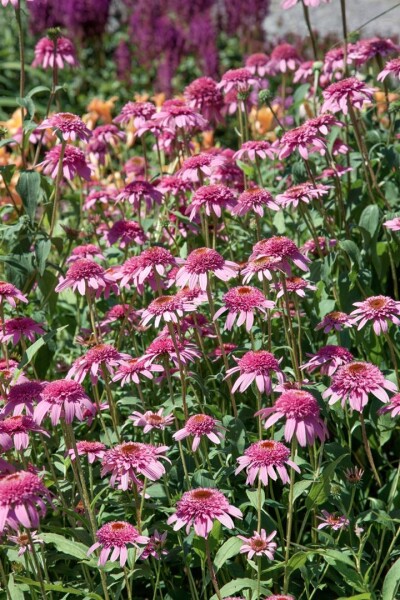 Echinacea purpurea Razzmatazz  -R- 11 cm Topf - Größe nach Saison