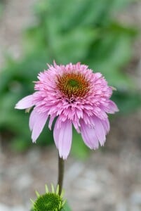 Echinacea purpurea Razzmatazz  -R- 11 cm Topf - Größe nach Saison