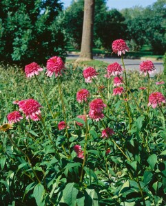 Echinacea purpurea Razzmatazz  -R- 11 cm Topf - Größe nach Saison