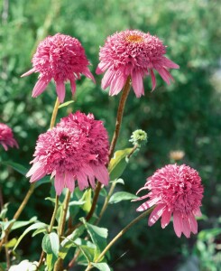 Echinacea purpurea Razzmatazz  -R- 11 cm Topf - Größe nach Saison