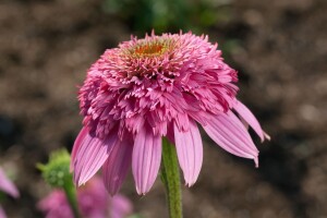 Echinacea purpurea Razzmatazz  -R- 11 cm Topf - Größe nach Saison