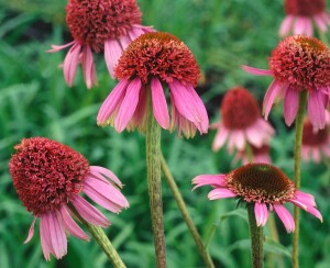 Echinacea purpurea Razzmatazz  -R- 11 cm Topf - Größe nach Saison