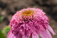 Echinacea purpurea Razzmatazz  -R- 11 cm Topf - Größe nach Saison