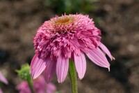 Echinacea purpurea Razzmatazz  -R- 11 cm Topf - Größe nach Saison