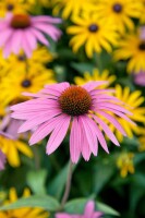 Echinacea purpurea Rubinstern 9 cm Topf - Größe nach Saison