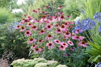 Echinacea purpurea Rubinstern 9 cm Topf - Größe nach Saison