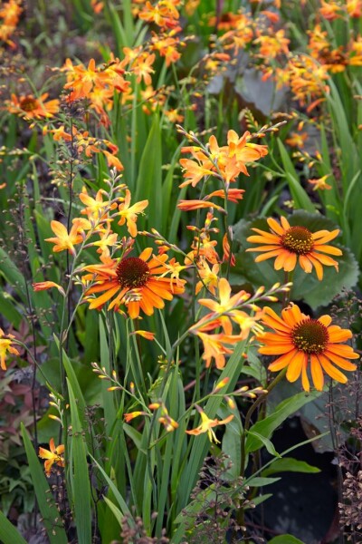 Echinacea purpurea Tiki Torch  -R- 11 cm Topf - Größe nach Saison