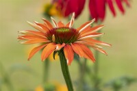 Echinacea purpurea Tiki Torch  -R- 11 cm Topf - Größe nach Saison