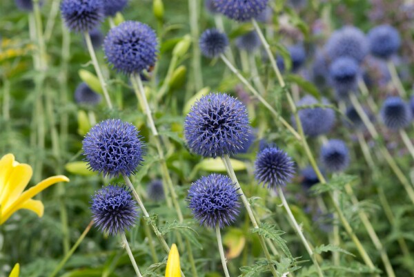 Echinops banaticus Blue Globe 9 cm Topf - Größe nach Saison