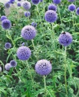 Echinops banaticus Taplow Blue 9 cm Topf - Größe nach Saison