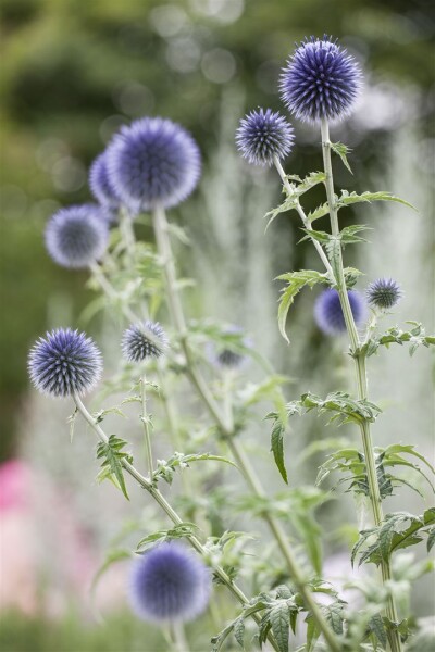 Echinops ritro 9 cm Topf - Größe nach Saison