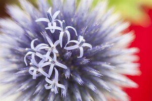 Echinops ritro 9 cm Topf - Größe nach Saison