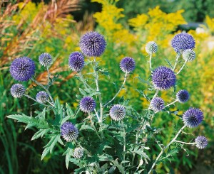 Echinops ritro 9 cm Topf - Größe nach Saison