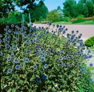 Echinops ritro 9 cm Topf - Größe nach Saison