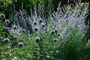 Echinops ritro 9 cm Topf - Größe nach Saison