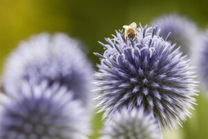 Echinops ritro 9 cm Topf - Größe nach Saison