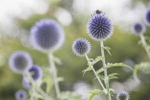 Echinops ritro 9 cm Topf - Größe nach Saison