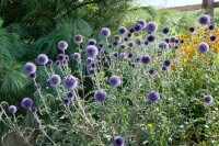 Echinops ritro 9 cm Topf - Größe nach Saison