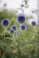 Echinops ritro 9 cm Topf - Größe nach Saison