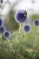 Echinops ritro 9 cm Topf - Größe nach Saison