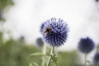 Echinops ritro 9 cm Topf - Größe nach Saison