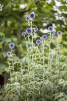 Echinops ritro 9 cm Topf - Größe nach Saison