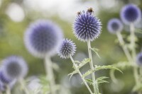 Echinops ritro 9 cm Topf - Größe nach Saison