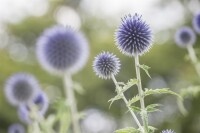 Echinops ritro 9 cm Topf - Größe nach Saison