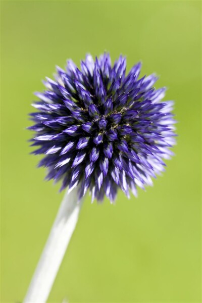 Echinops ritro Veitchs Blue 9 cm Topf - Größe nach Saison