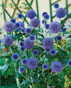 Echinops ritro Veitchs Blue 9 cm Topf - Größe nach Saison