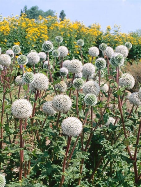 Echinops sphaerocephalus Arctic Glow 9 cm Topf - Größe nach Saison