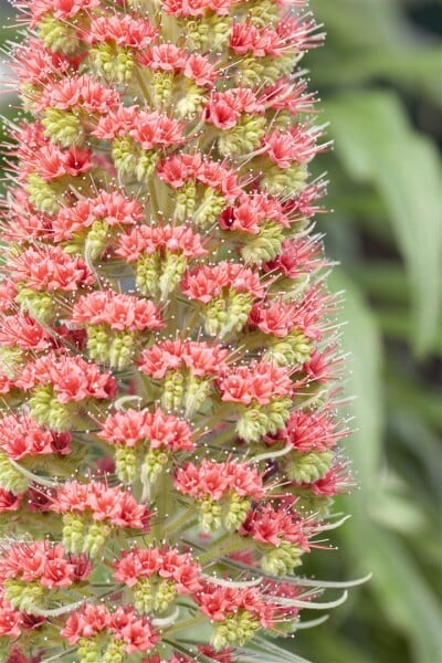 Echium russicum 9 cm Topf - Größe nach Saison