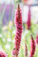 Echium russicum 9 cm Topf - Größe nach Saison