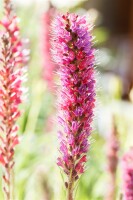 Echium russicum 9 cm Topf - Größe nach Saison