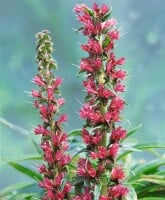 Echium russicum 9 cm Topf - Größe nach Saison