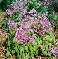 Epimedium grandiflorum Lilafee 9 cm Topf - Größe nach Saison