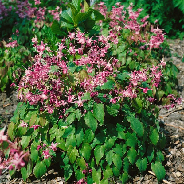 Epimedium grandiflorum Rubinkrone 9 cm Topf - Größe nach Saison